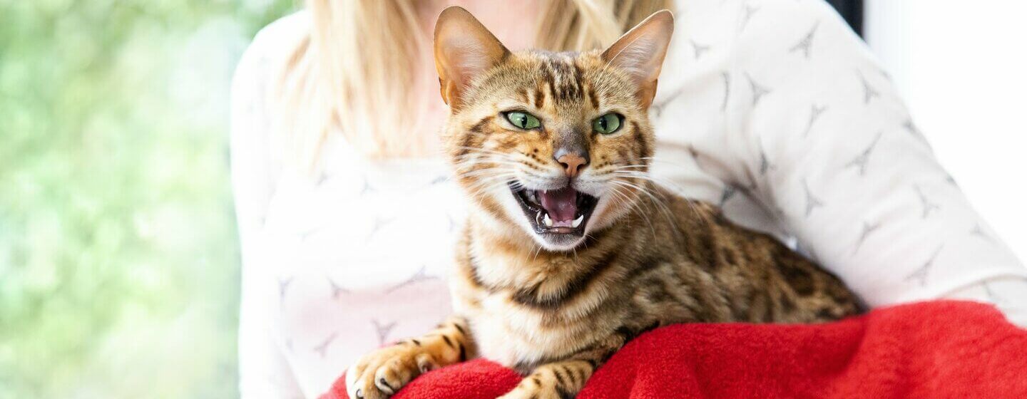 Brown Striped Cat Meowing With Mouth Wide Open And Teeth Showing 